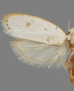 Durrantia piperatella