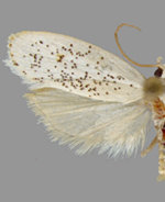 Durrantia piperatella