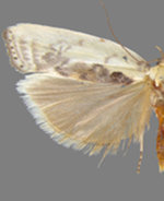 Antaeotricha lindseyi