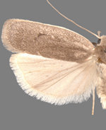 Antaeotricha osseella