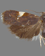 Menesta melanella