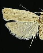 Gonioterma mistrella