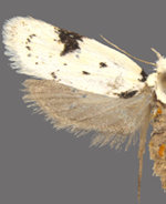 Inga sparsiciliella