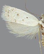 Inga cretacea