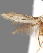 Elachista beothucella