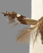 Elachista brachyelytrifoliella