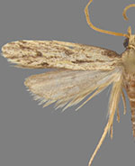 Spinitibia hodgesi