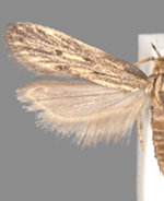 Spinitibia hodgesi