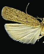 Glyphidocera juniperella