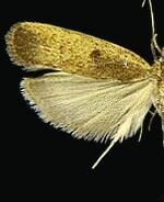 Glyphidocera democratica