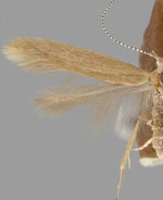 Coleophora glitzella