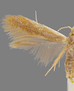 Coleophora laticornella