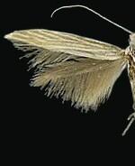 Coleophora cratipennella