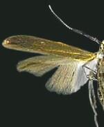 Coleophora mayrella