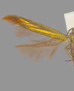 Coleophora trifolii