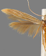 Coleophora xyridella