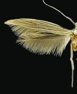 Coleophora xyridella