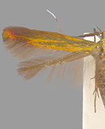 Coleophora deauratella