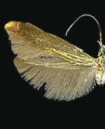 Coleophora deauratella