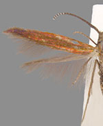 Coleophora alabama