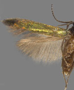 Coleophora alabama