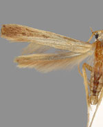 Duospina trichella