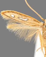 Homaledra heptathalama