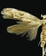 Mompha rufocristatella