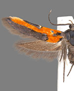 Euclemensia bassettella