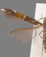 Cosmopterix pulchrimella