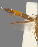 Cosmopterix astrapias