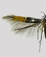 Cosmopterix dapifera