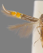 Cosmopterix dapifera