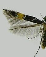 Cosmopterix lespedezae