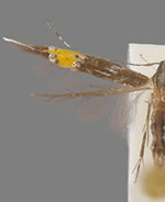 Cosmopterix lespedezae