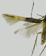 Cosmopterix opulenta