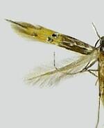 Cosmopterix quadrilineella