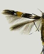 Cosmopterix teligera