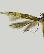 Cosmopterix scirpicola