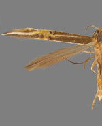 Cosmopterix ebriola