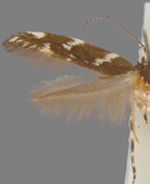 Eteobalea sexnotella