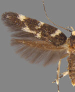 Eteobalea wyattella