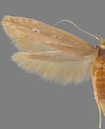 Limnaecia phragmitella