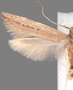 Limnaecia phragmitella