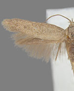 Teladoma helianthi