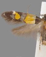 Triclonella determinatella