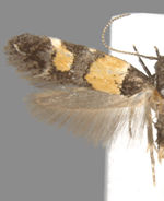 Triclonella determinatella