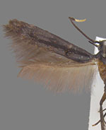 Walshia elegans