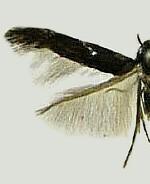 Ithome concolorella