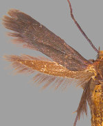 Scythris fuscicomella